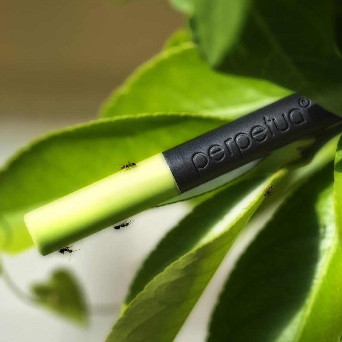 Perpetua Graphite Pencil